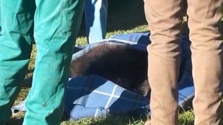 Pui de urs eutanasiat,  după ce a fost lovit de tren(Video)